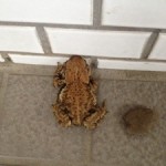 カエル カエル